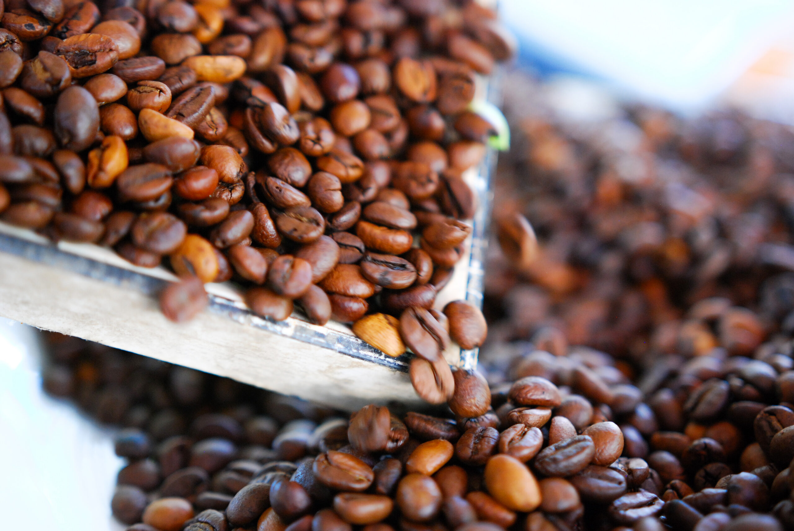 Arabika vs Robusta – czym się różnią?